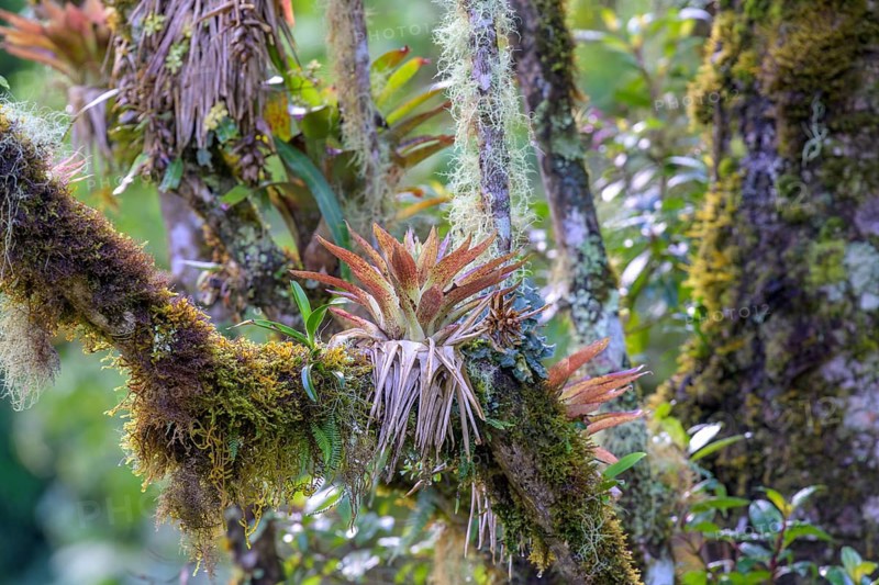 Bromeliads on mossy tree trunk