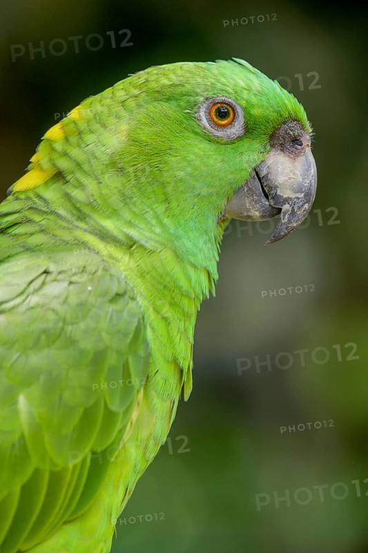 Southern mealy amazon