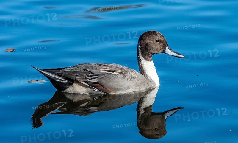 Pintail