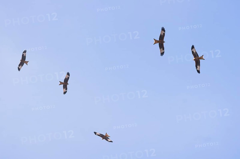 Red kite