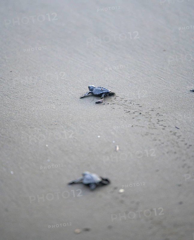 Newly hatched olive ridley sea turtle