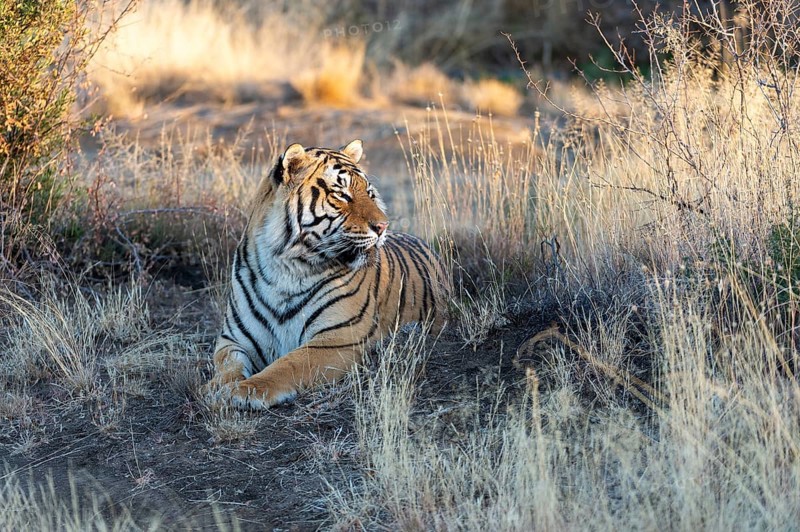 Bengal tiger