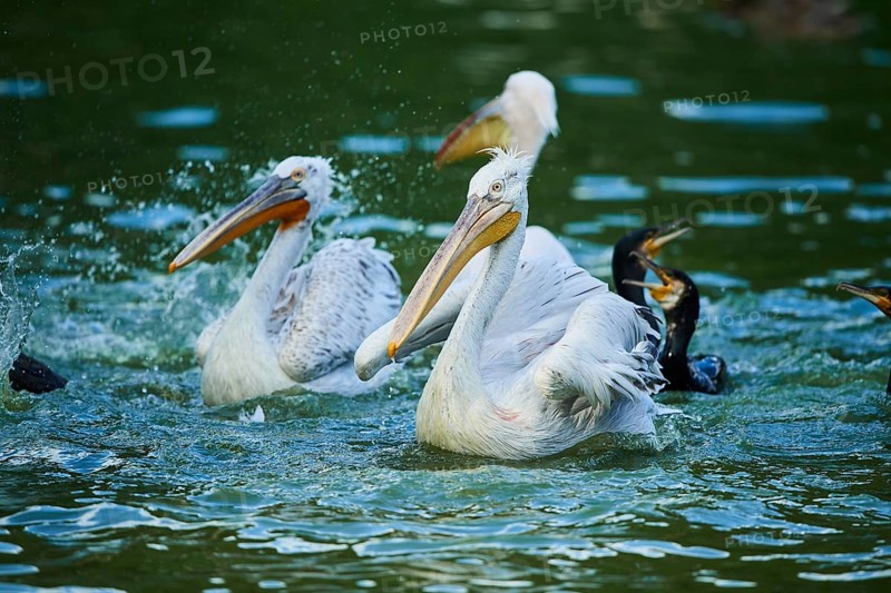 Dalmatian pelican