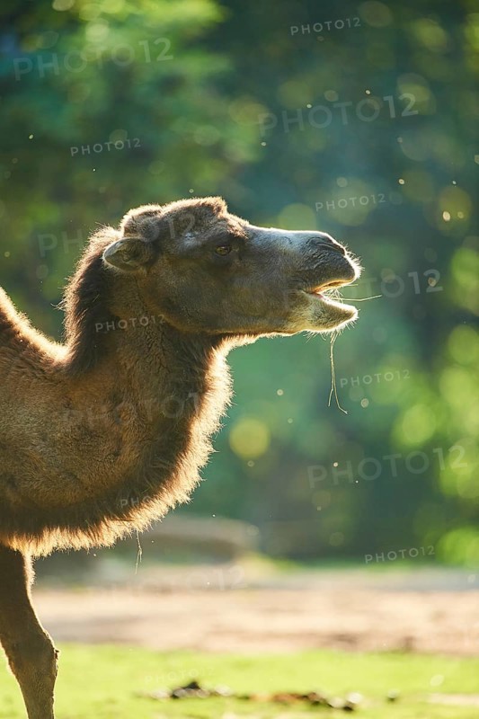 Bactrian camel