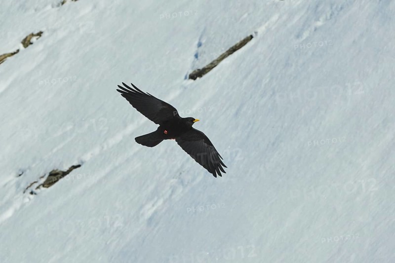 Yellow-billed chough