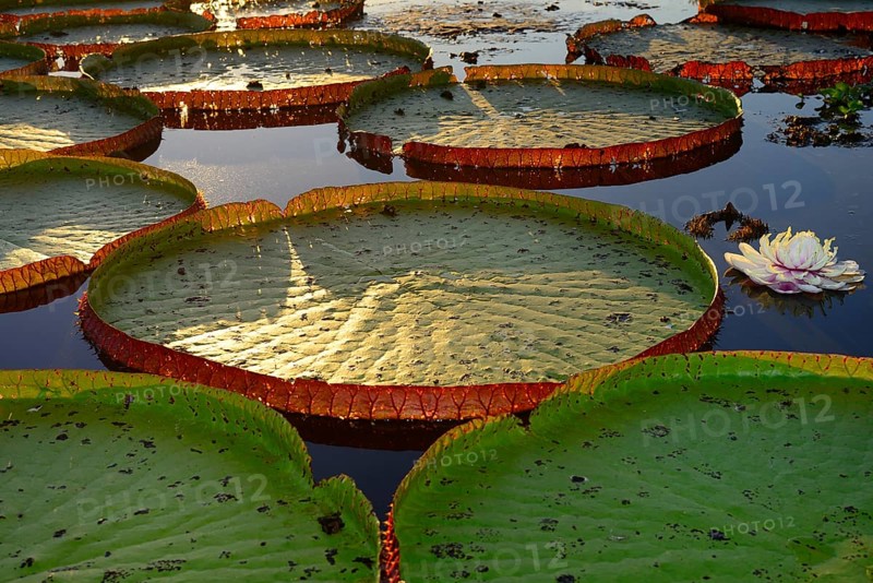 Leaves of the amazon water lily