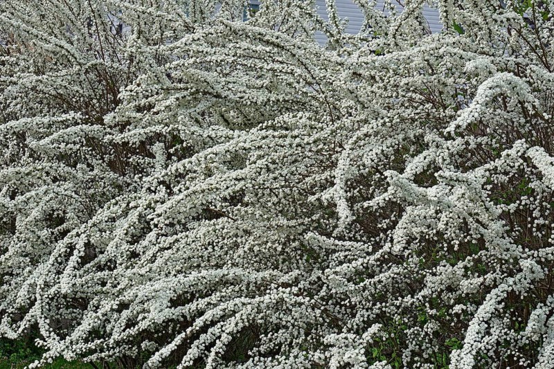 Bridalwreath spirea