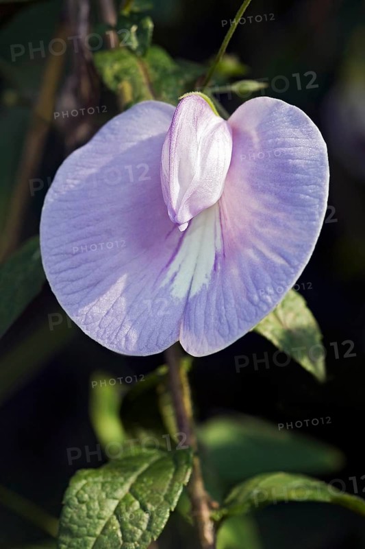 Spurred butterfly pea