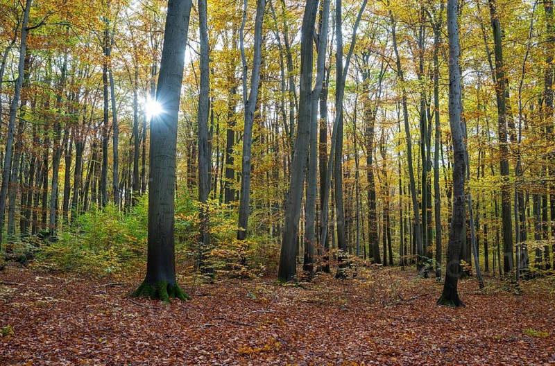European beech forest