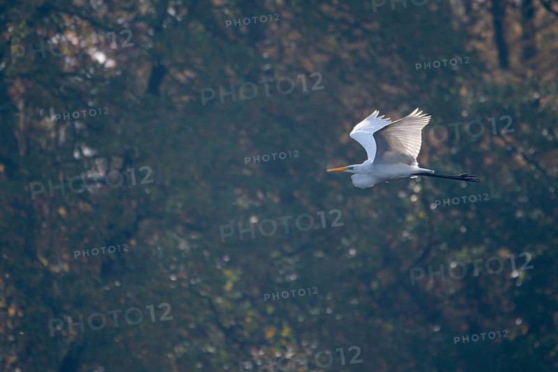 Great egret