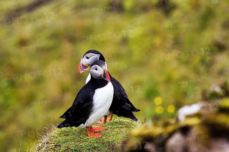 Two puffin
