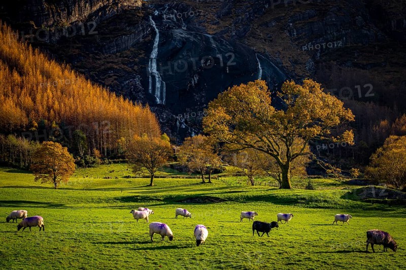 Waterfall and sheep in autumn landscape