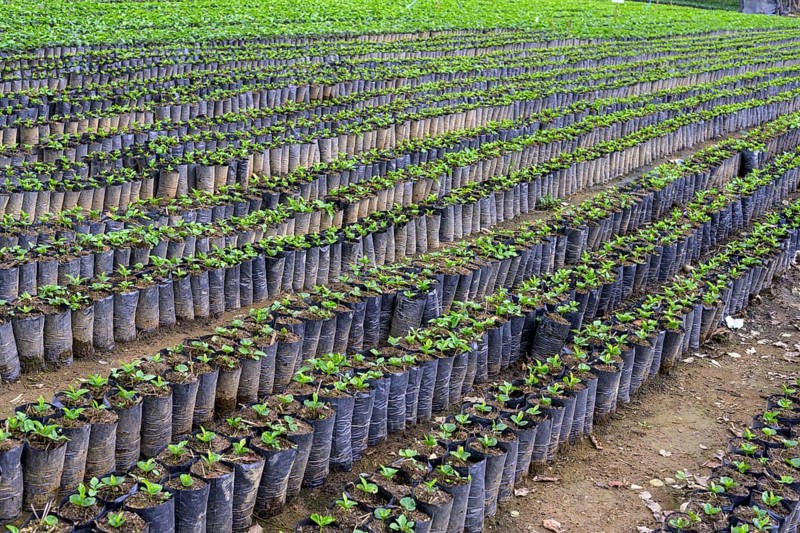 Seedlings for coffee cultivation