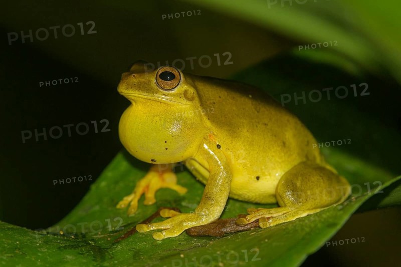 Mahogany tree frog