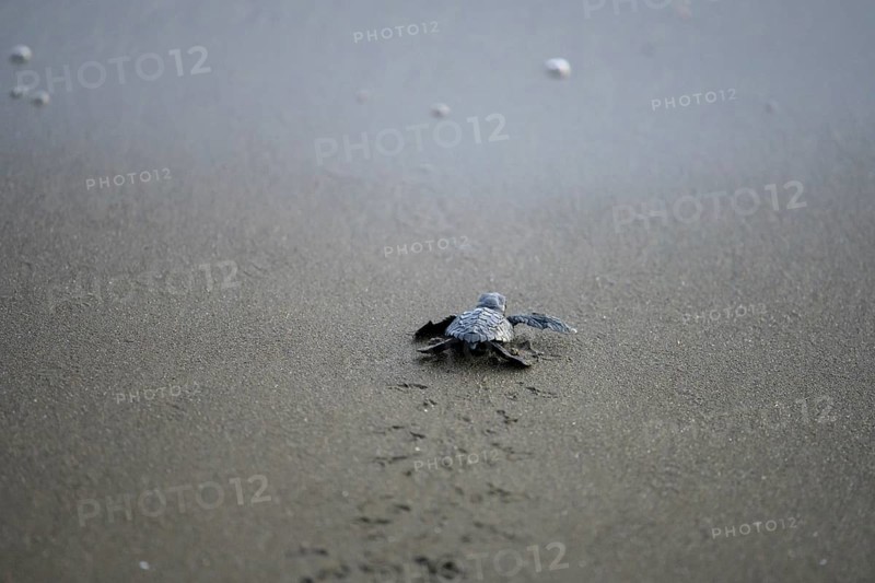 Newly hatched olive ridley sea turtle