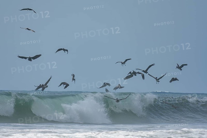 Brown pelicans