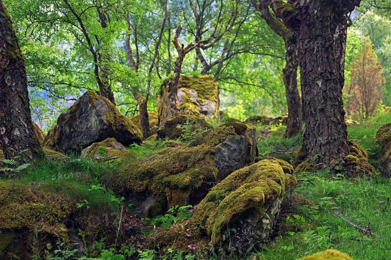 Mossy rocks in the forest