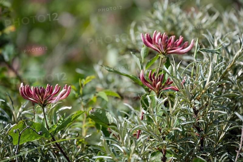 Flowering forest honeysuckle