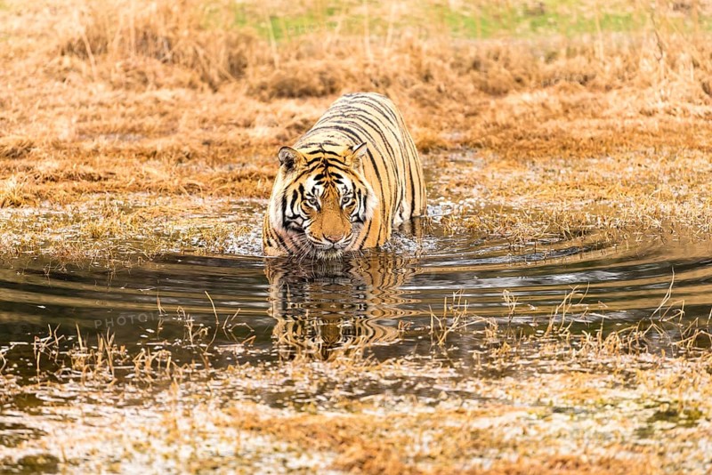 Bengal tiger