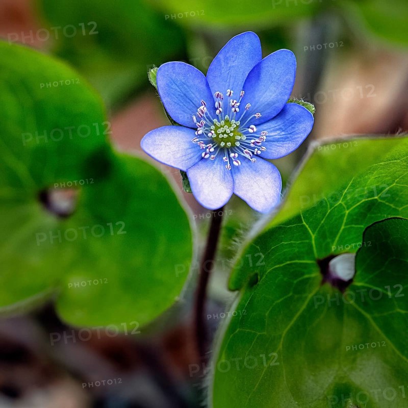 Flowering liverwort
