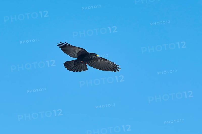 Yellow-billed chough