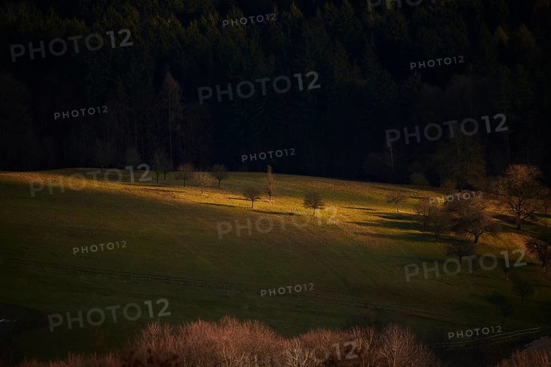 Spotlight from the sun on a small meadow with fruit trees