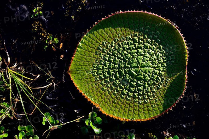 Amazon water lily