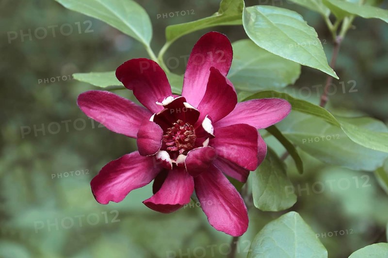 Eastern sweetshrub