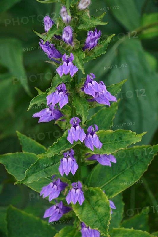 Blue cardinal flower