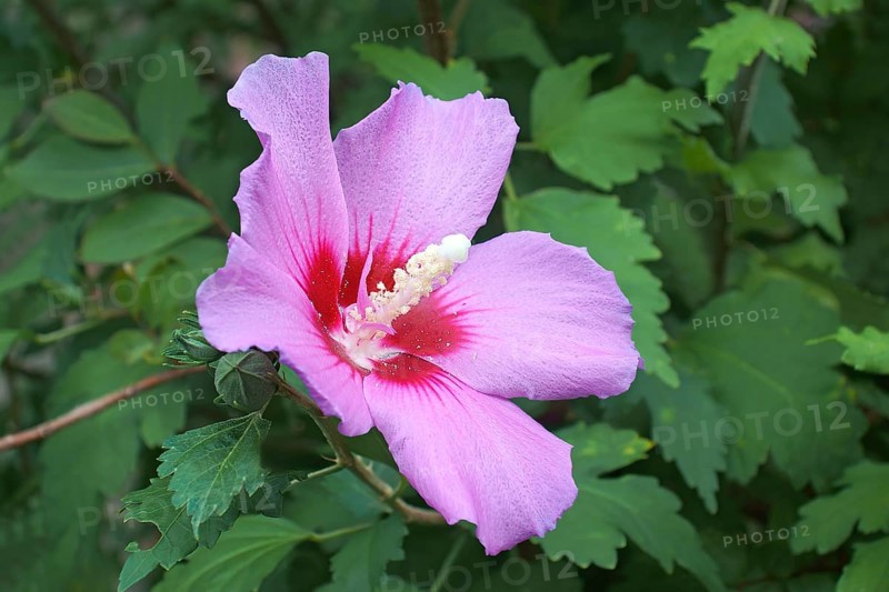 Rose of Sharon