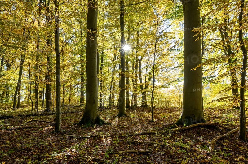 European beech forest