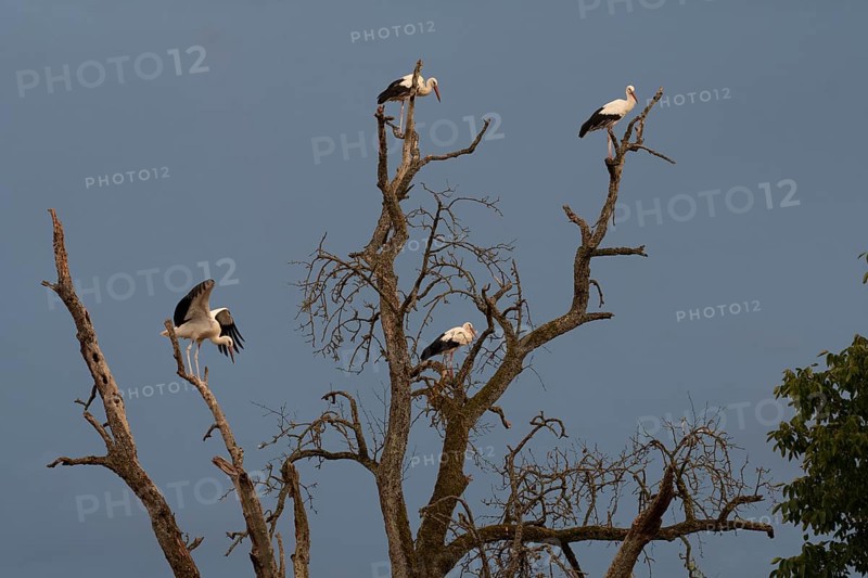 White stork