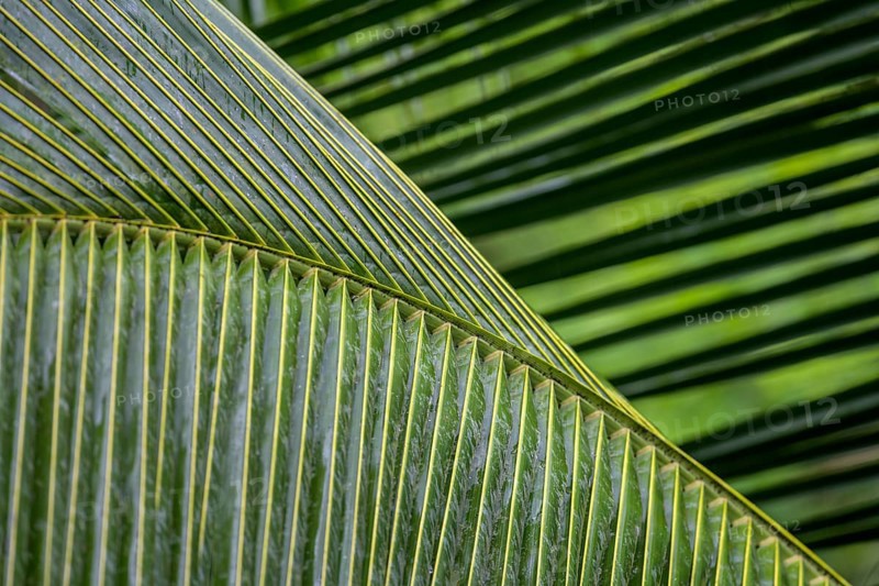 Palm leaves