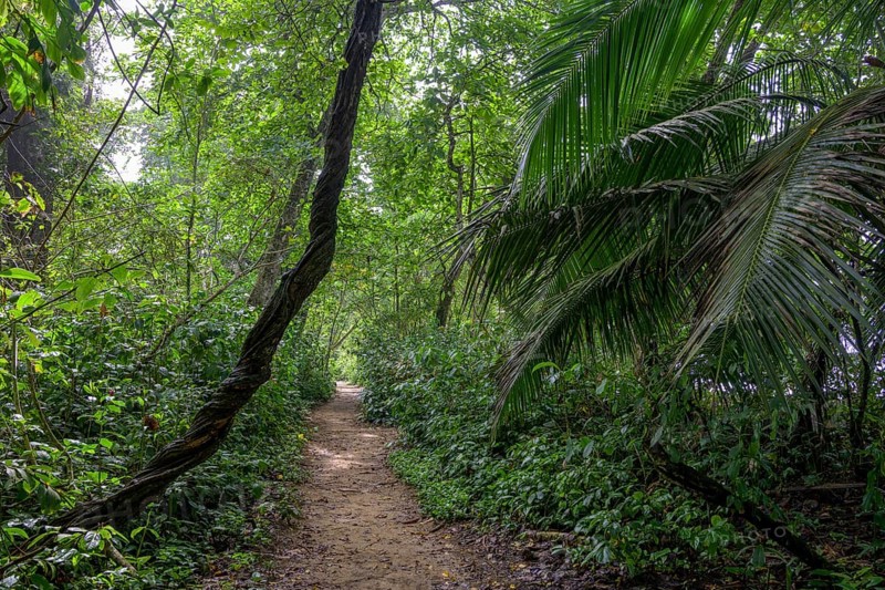 Path through the rainforest
