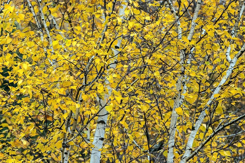 Birch