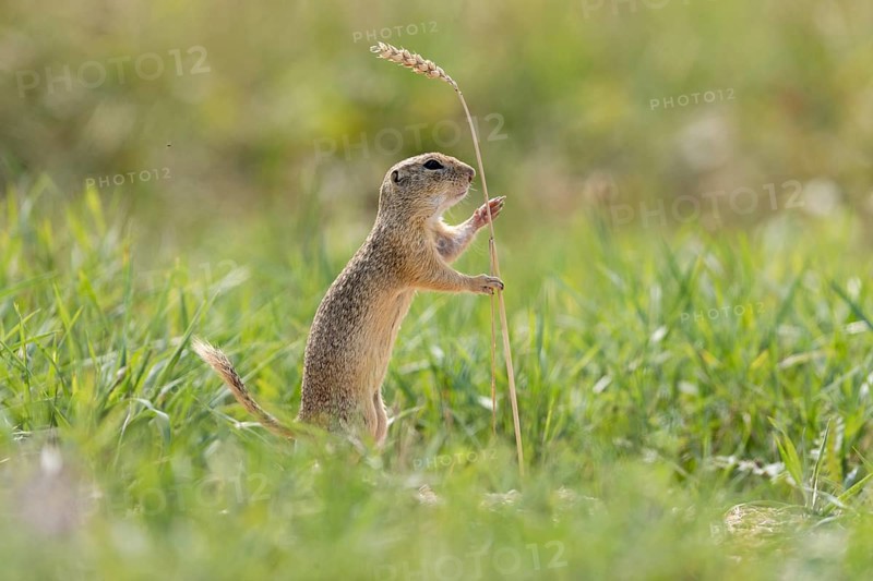 European ground squirrel
