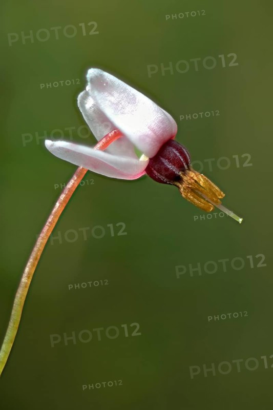 swamp cranberry