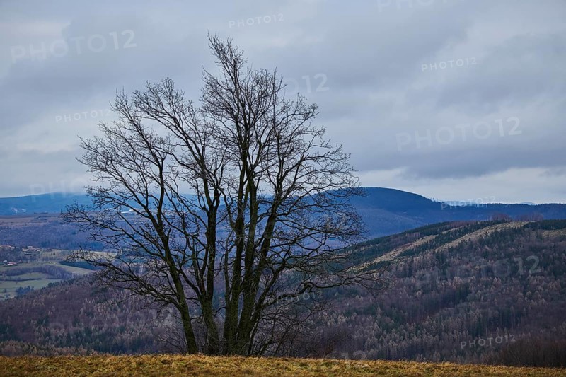 Common hornbeam