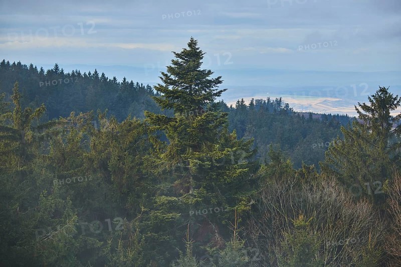 Fog flying over Norway spruce