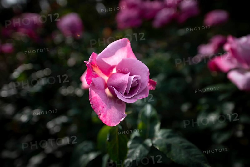 Shrub rose