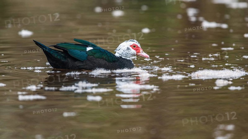 Muscovy Duck