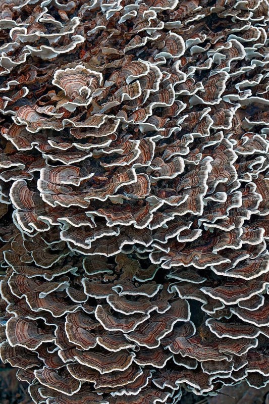 Turkey tail