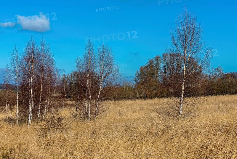Nature reserve at the Mellnitz Ueselitzer Wiek on Ruegen