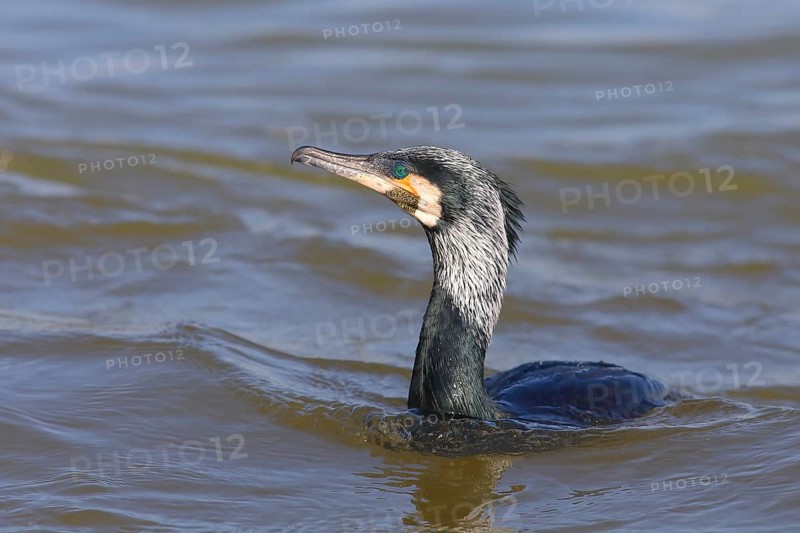 Great Cormorant