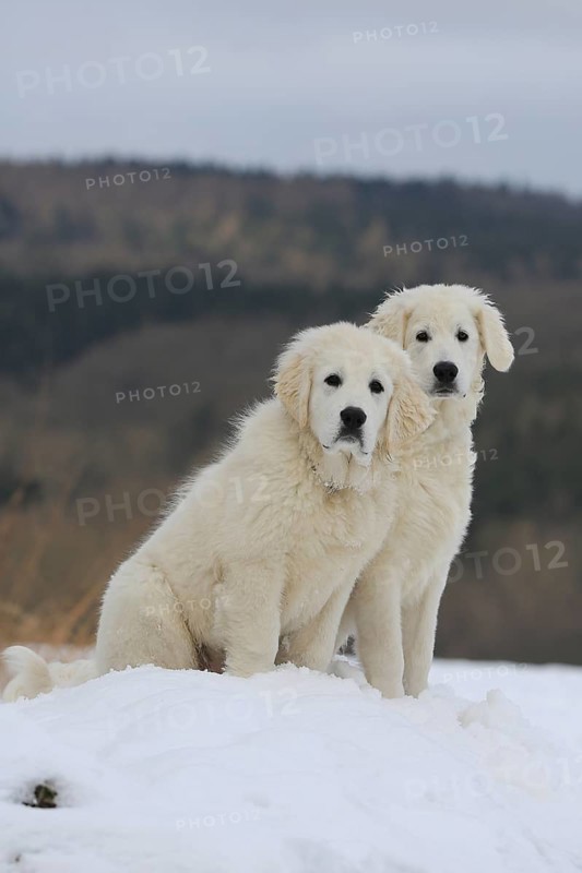 Kuvasz and Podlahanski sitting in the snow