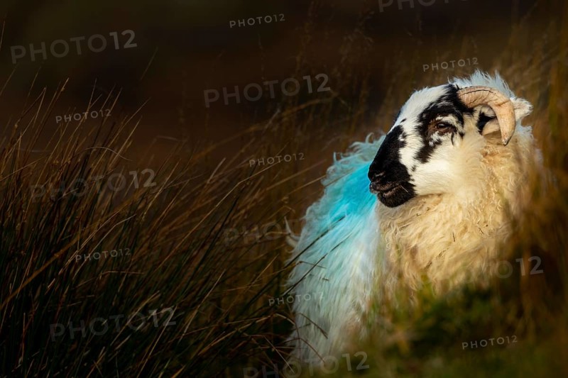 Domestic sheep