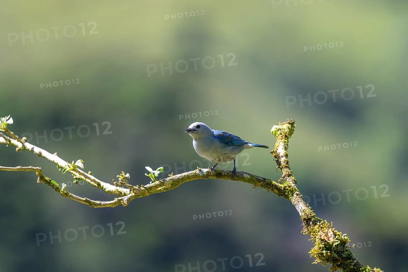 Blue-gray tanager
