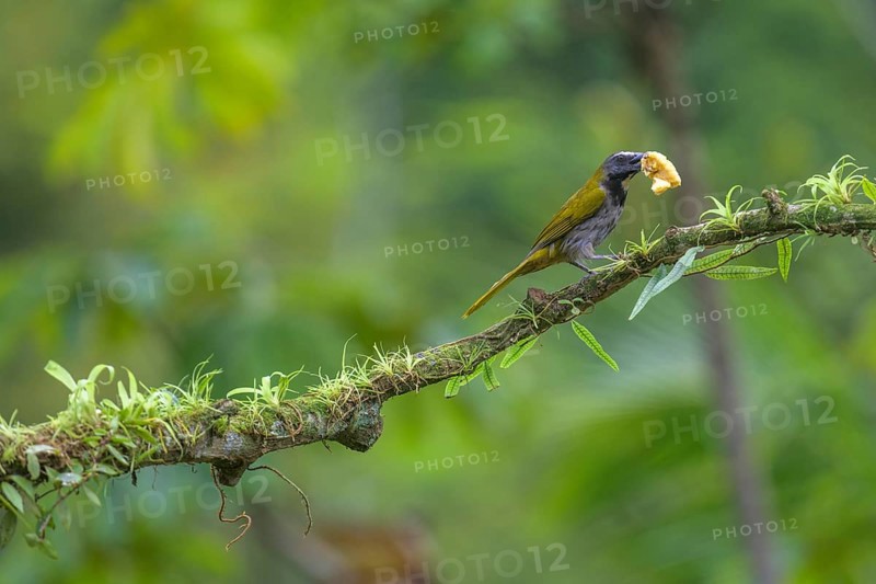 Big-footed Sparrow