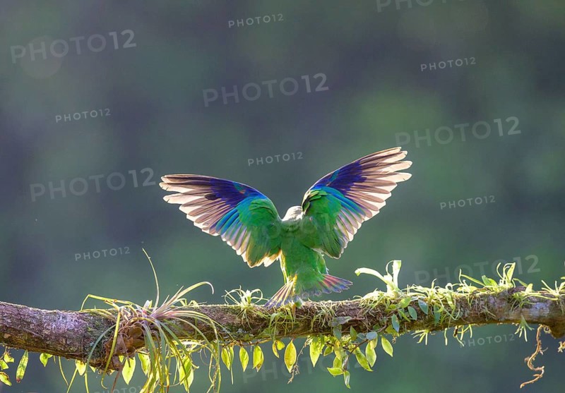 Brown-hooded parrot