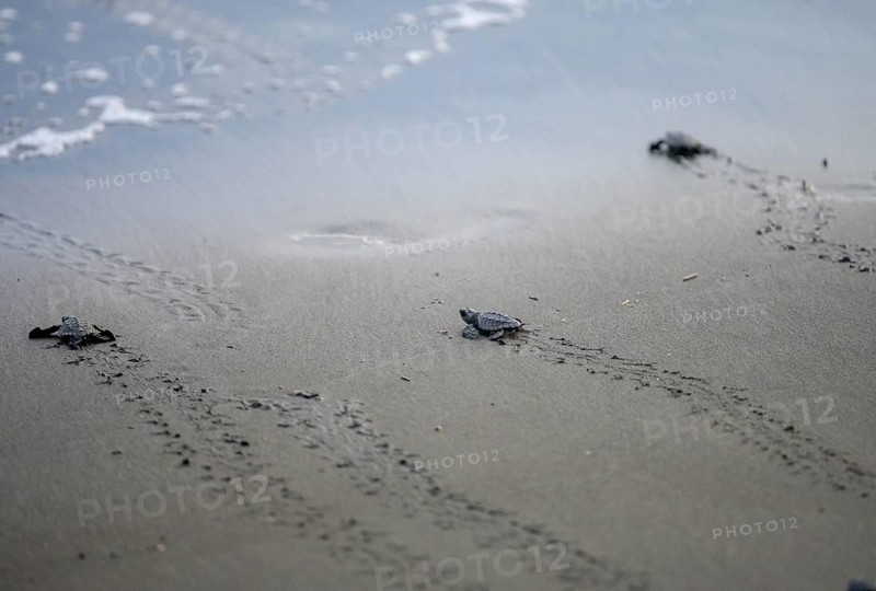 Newly hatched olive ridley sea turtles